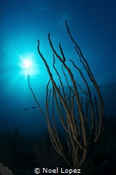 octocoral, sea scape by Noel Lopez 